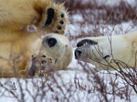 31F5083c  Polar Bear (Ursus maritimus)