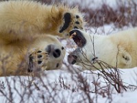 31F5092c  Polar Bear (Ursus maritimus)