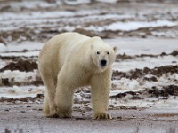 31F5101c  Polar Bear (Ursus maritimus)