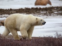 31F5103c  Polar Bear (Ursus maritimus)