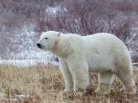 31F5116c  Polar Bear (Ursus maritimus)