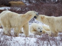 31F5122c  Polar Bear (Ursus maritimus)