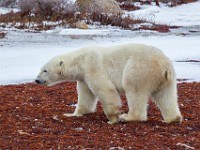 31F5178c  Polar Bear (Ursus maritimus)