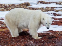 31F5184c  Polar Bear (Ursus maritimus)