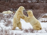 31F5191c  Polar Bear (Ursus maritimus) "play fighting"