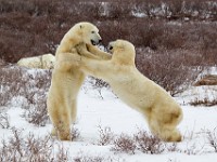 31F5195c  Polar Bear (Ursus maritimus) "play fighting"