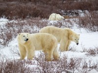 31F5228c  Polar Bear (Ursus maritimus)