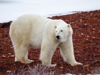 31F5230c  Polar Bear (Ursus maritimus)