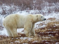 31F5233c  Polar Bear (Ursus maritimus)