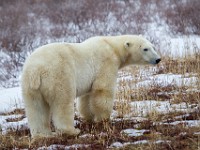 31F5241c  Polar Bear (Ursus maritimus)