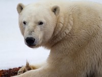 31F5255c  Polar Bear (Ursus maritimus)