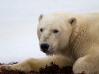 31F5264c  Polar Bear (Ursus maritimus)