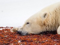 31F5265c  Polar Bear (Ursus maritimus)