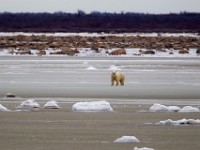 31F5271c  Polar Bear (Ursus maritimus)