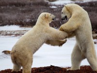 31F5276c  Polar Bear (Ursus maritimus) "play fighting"