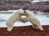 31F5297c  Polar Bear (Ursus maritimus) "play fighting"