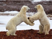 31F5301c  Polar Bear (Ursus maritimus) "play fighting"