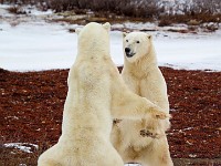 31F5307c  Polar Bear (Ursus maritimus) "play fighting"