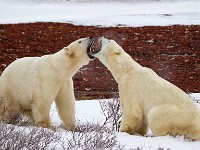 31F5315c  Polar Bear (Ursus maritimus) "play fighting"