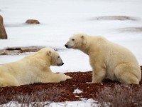 31F5334c  Polar Bear (Ursus maritimus)