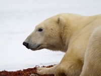 31F5336c  Polar Bear (Ursus maritimus)