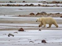 31F5341c  Polar Bear (Ursus maritimus)