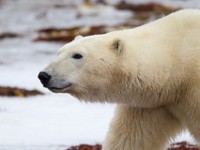 31F5343c  Polar Bear (Ursus maritimus)