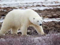 31F5359c  Polar Bear (Ursus maritimus)