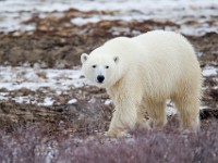 31F5360c  Polar Bear (Ursus maritimus)