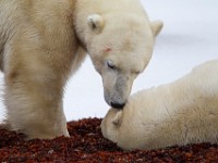 31F5363c  Polar Bear (Ursus maritimus)