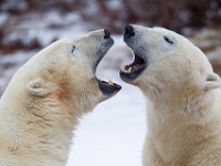 31F5373c  Polar Bear (Ursus maritimus) "play fighting"