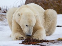 31F5390c  Polar Bear (Ursus maritimus)