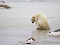 31F5402c  Polar Bear (Ursus maritimus)