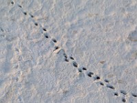 31F5586c  Polar Bear (Ursus maritimus) tracks