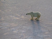 31F5594c  Polar Bear (Ursus maritimus)