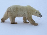 31F5629c  Polar Bear (Ursus maritimus)