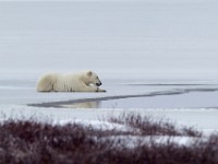 31F5676c  Polar Bear (Ursus maritimus)