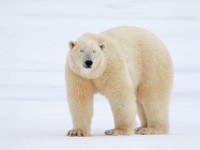 31F5701c  Polar Bear (Ursus maritimus)