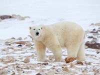 31F5705c  Polar Bear (Ursus maritimus)