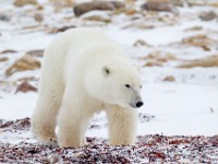 31F5719c  Polar Bear (Ursus maritimus)