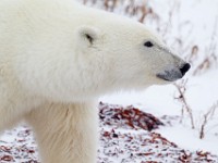 31F5724c  Polar Bear (Ursus maritimus)