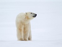 31F5740c  Polar Bear (Ursus maritimus)