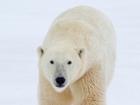 31F5742c  Polar Bear (Ursus maritimus)