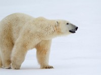 31F5743c  Polar Bear (Ursus maritimus)