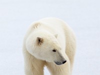 31F5750c  Polar Bear (Ursus maritimus)