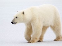 31F5751c  Polar Bear (Ursus maritimus)