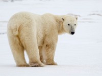 31F5764c  Polar Bear (Ursus maritimus)