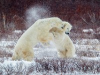 31F5843c  Polar Bear (Ursus maritimus) "play fighting"