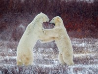 31F5861c  Polar Bear (Ursus maritimus) "play fighting"