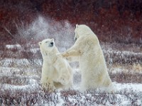 31F5872c  Polar Bear (Ursus maritimus) "play fighting"